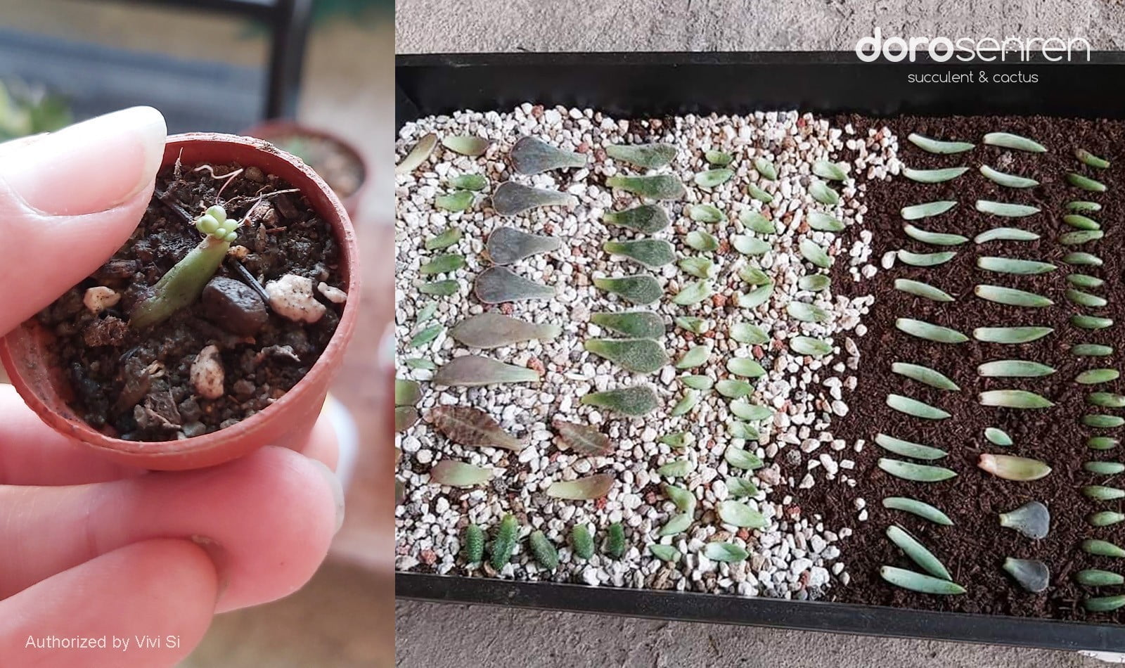 拔下的葉片可以葉孵
