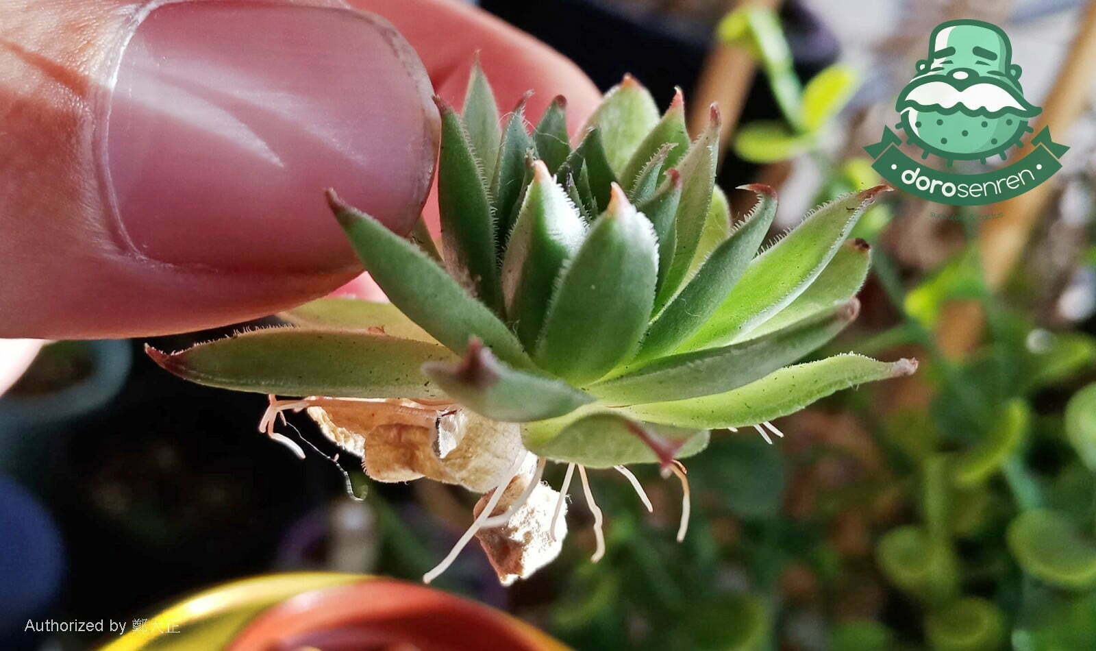 胴切後的頂芽發根