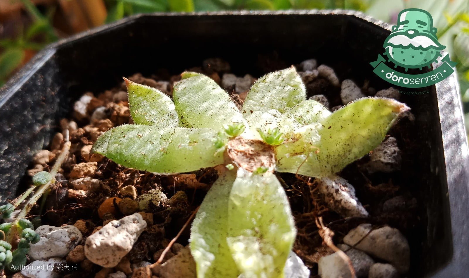 胴切後的底座發芽