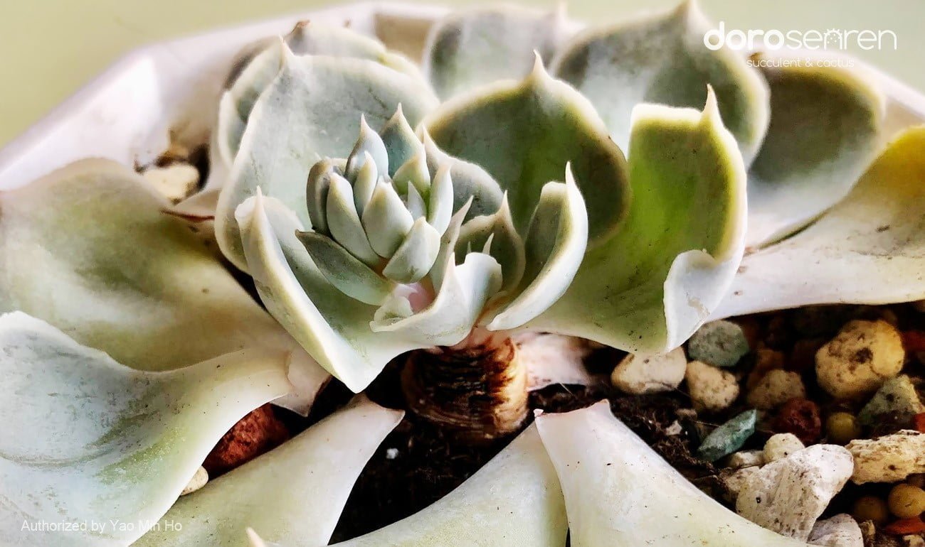 黴菌侵襲導致黑莖