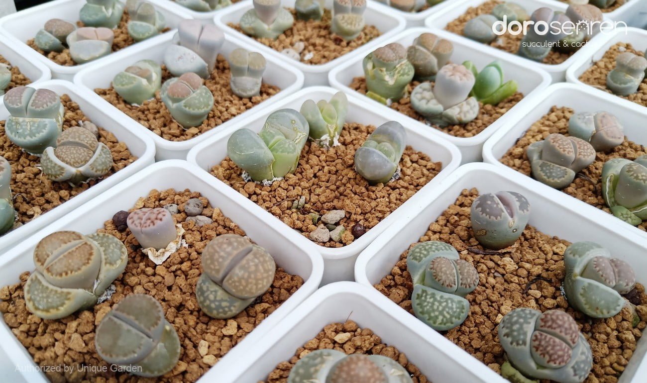 人工種植的石頭玉