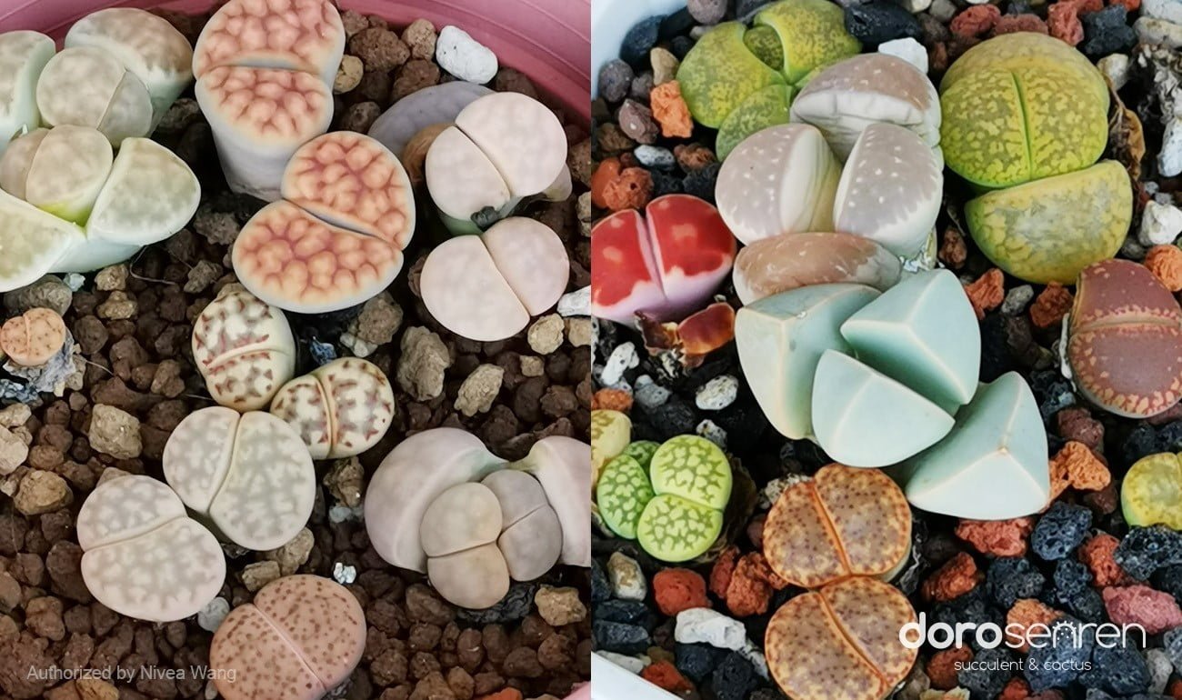 顏色繽紛的石頭玉