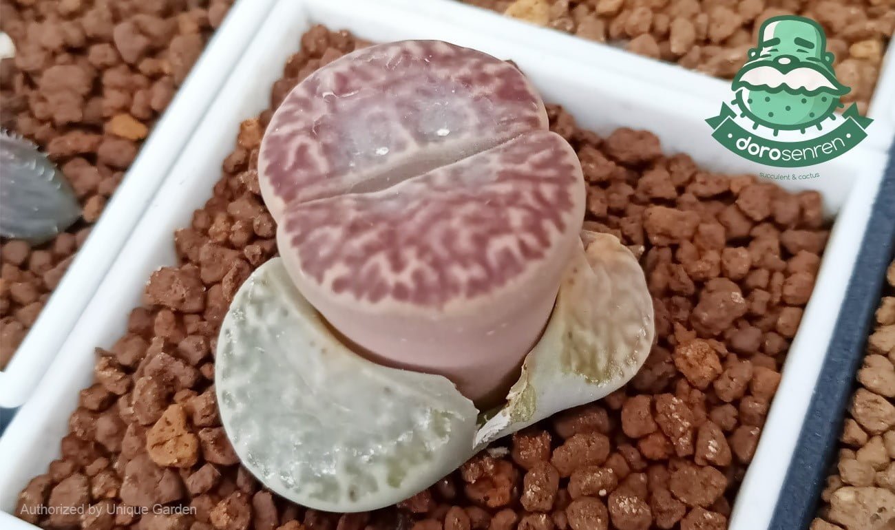 石頭玉脫去舊葉長出新葉