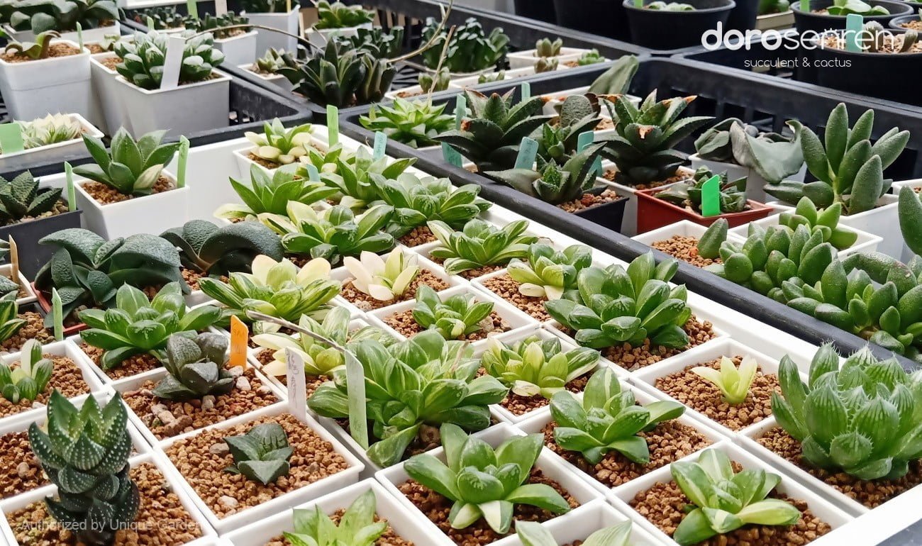百合科? 阿福花科? 一次弄清楚!