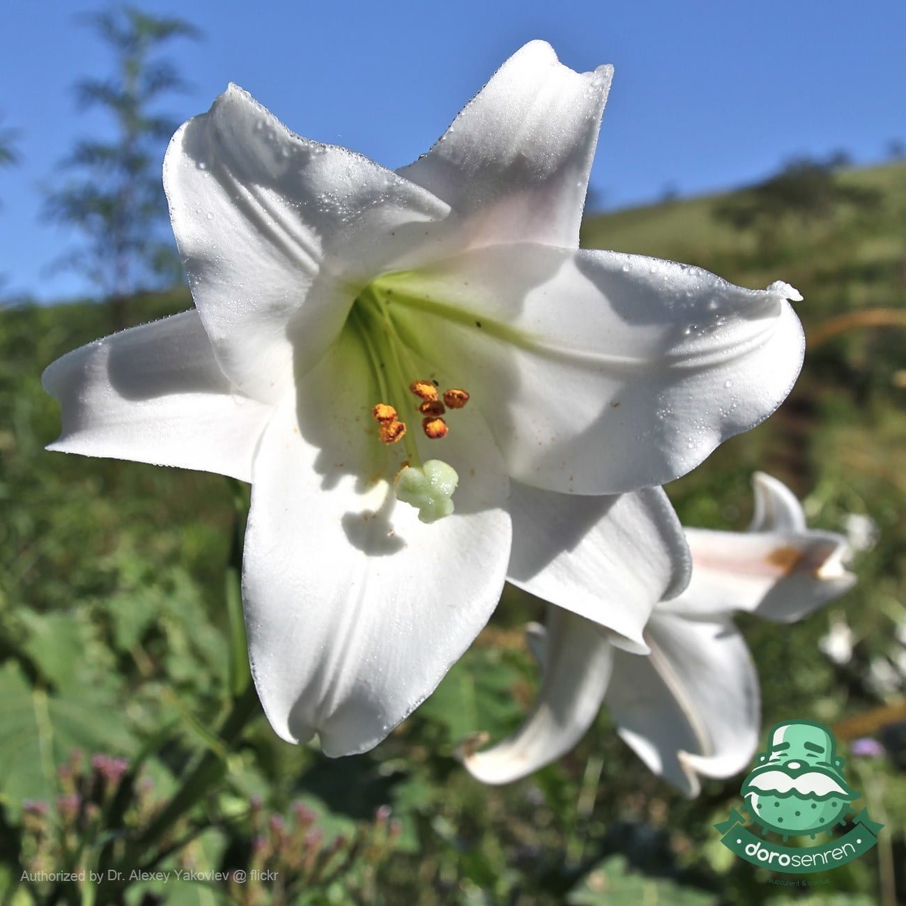 百合花
