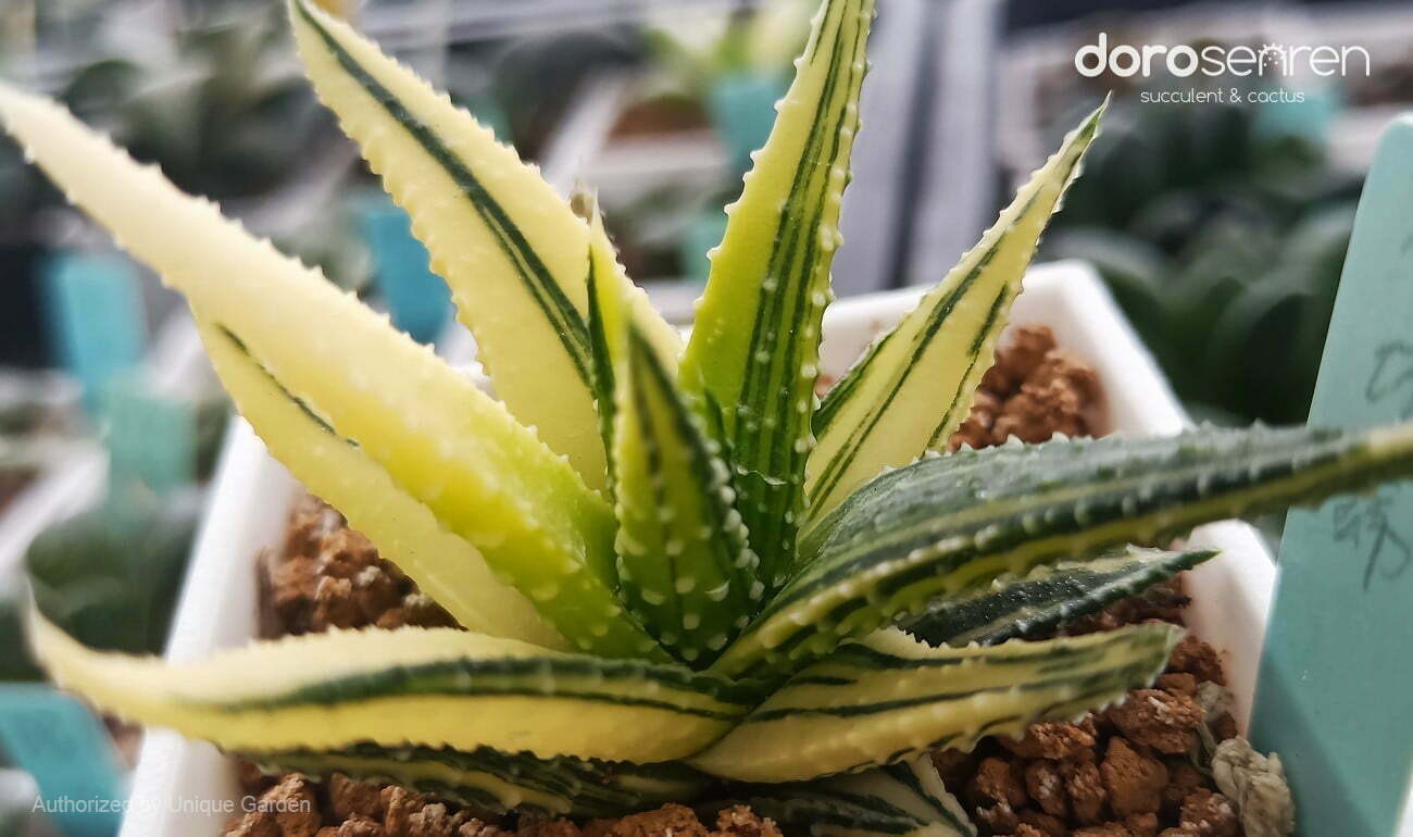阿福花科 十二卷屬 十二之卷