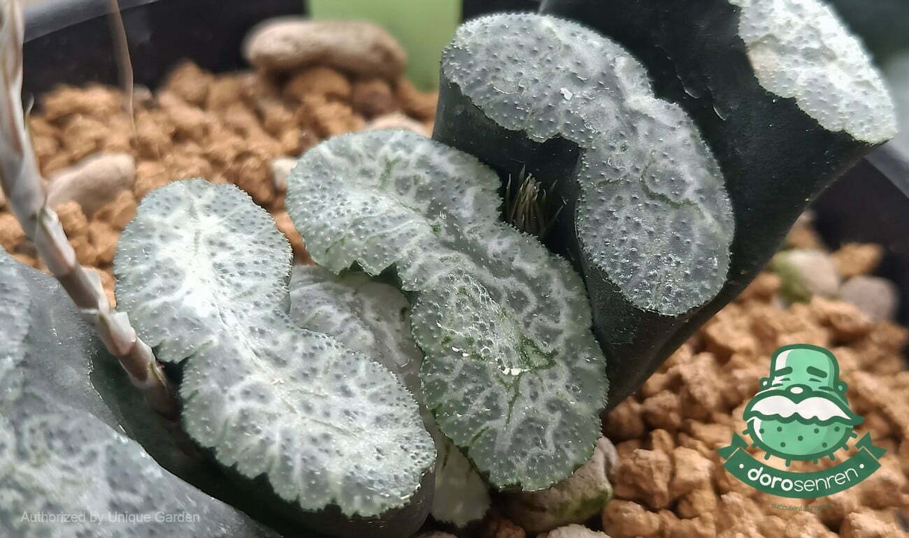 阿福花科 玉扇屬 寫樂玉扇