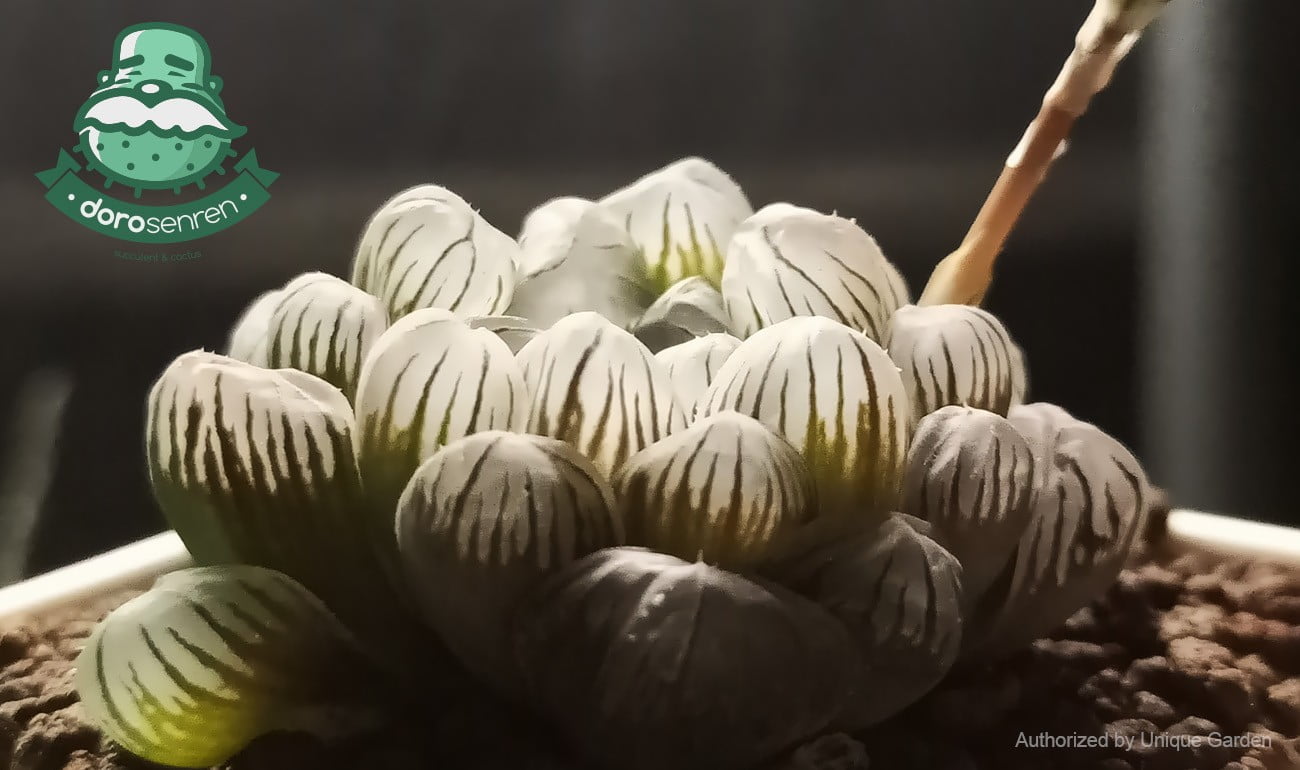 阿福花科 十二卷屬 姬玉露