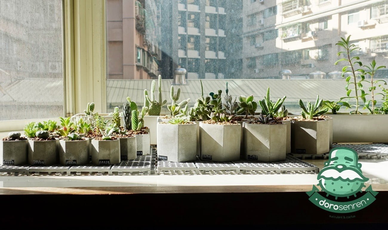 八角窗台肉園