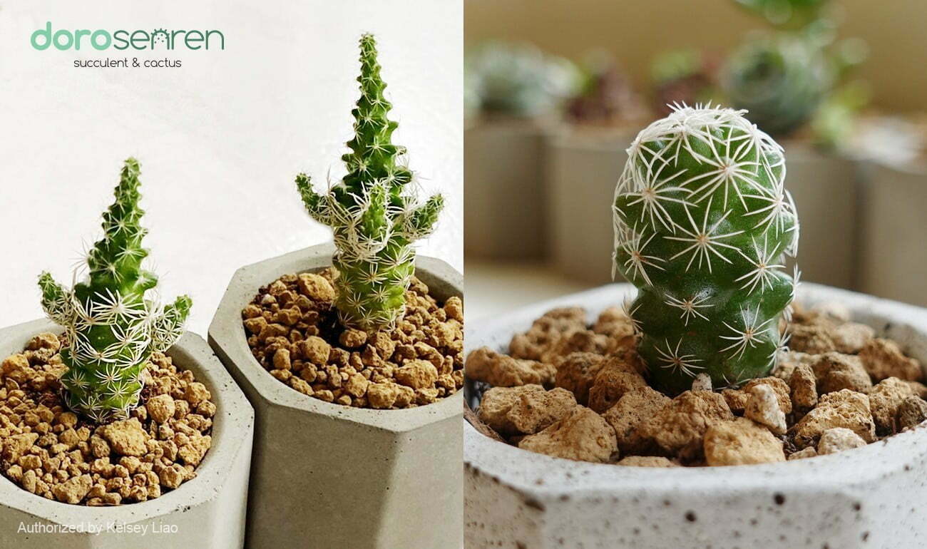 長出側芽的徒長銀手球也挺可愛