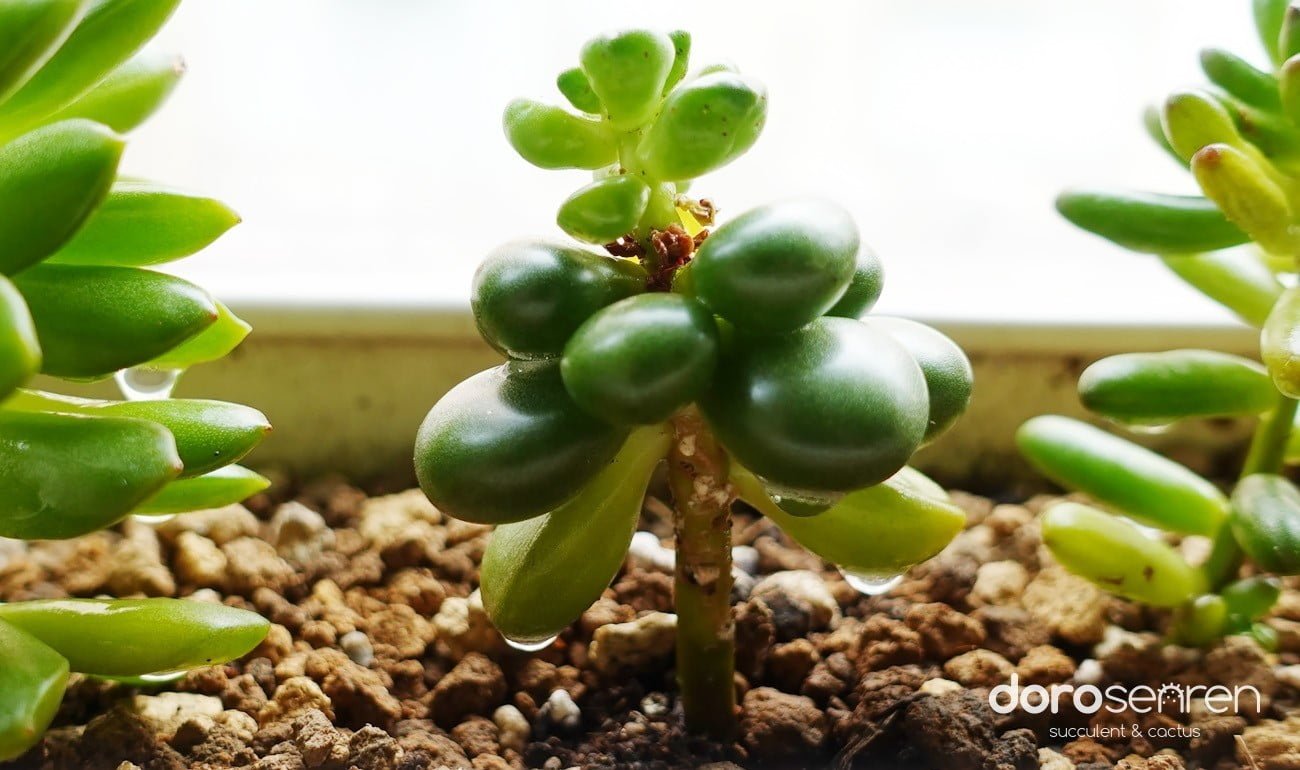 第一款植物皂素使用中