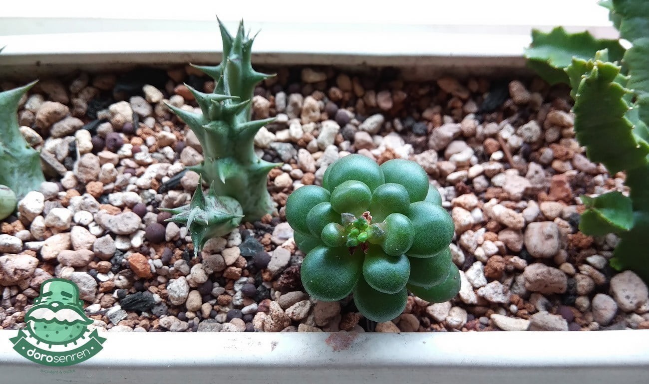 老鄰居紫龍角也受害