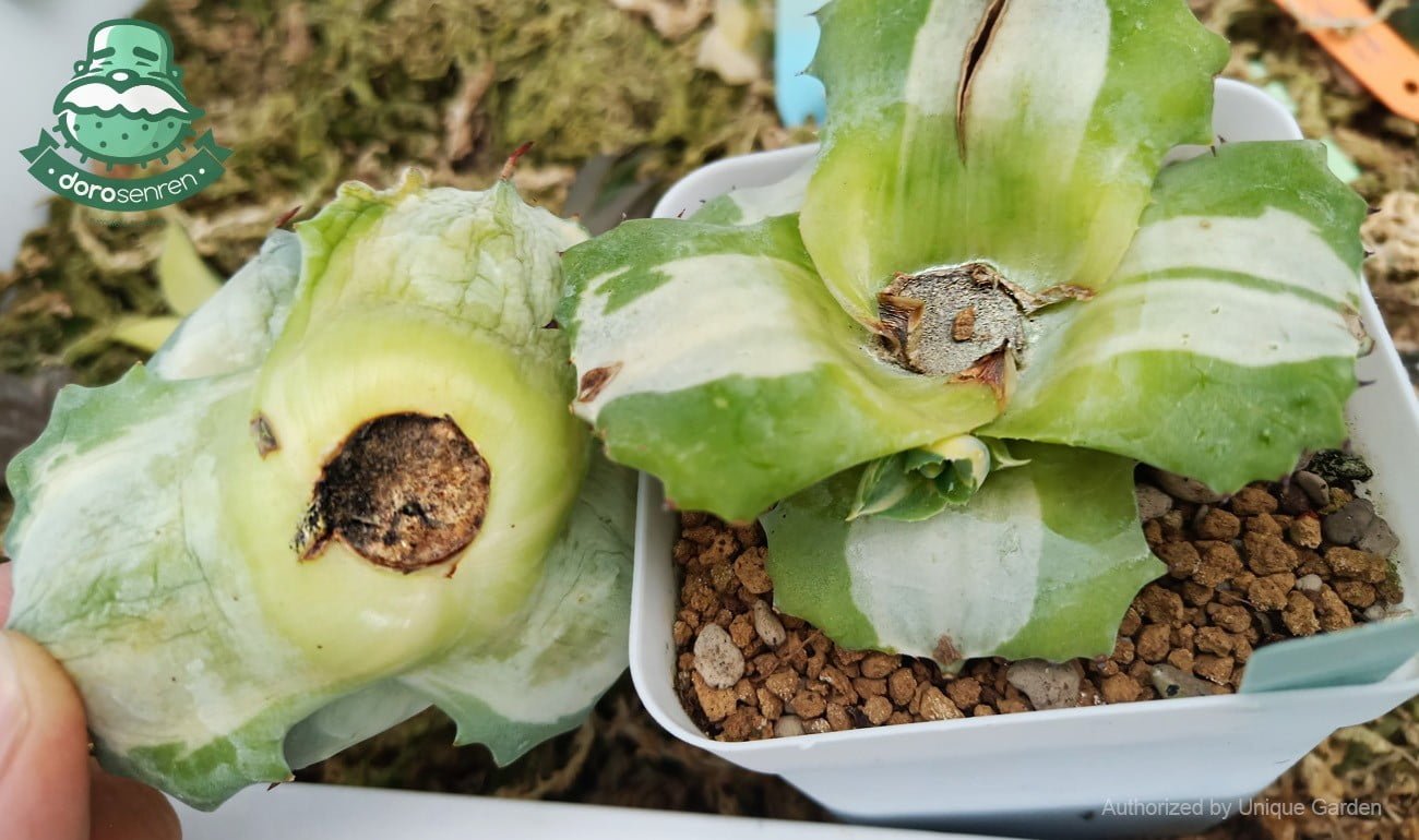 胴切後的王妃雷神 底座長出側芽 頭芽進入休眠