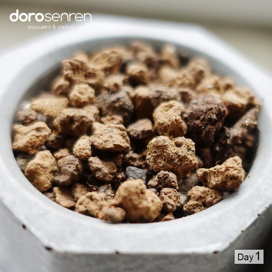 Dorosenren 多肉仙人