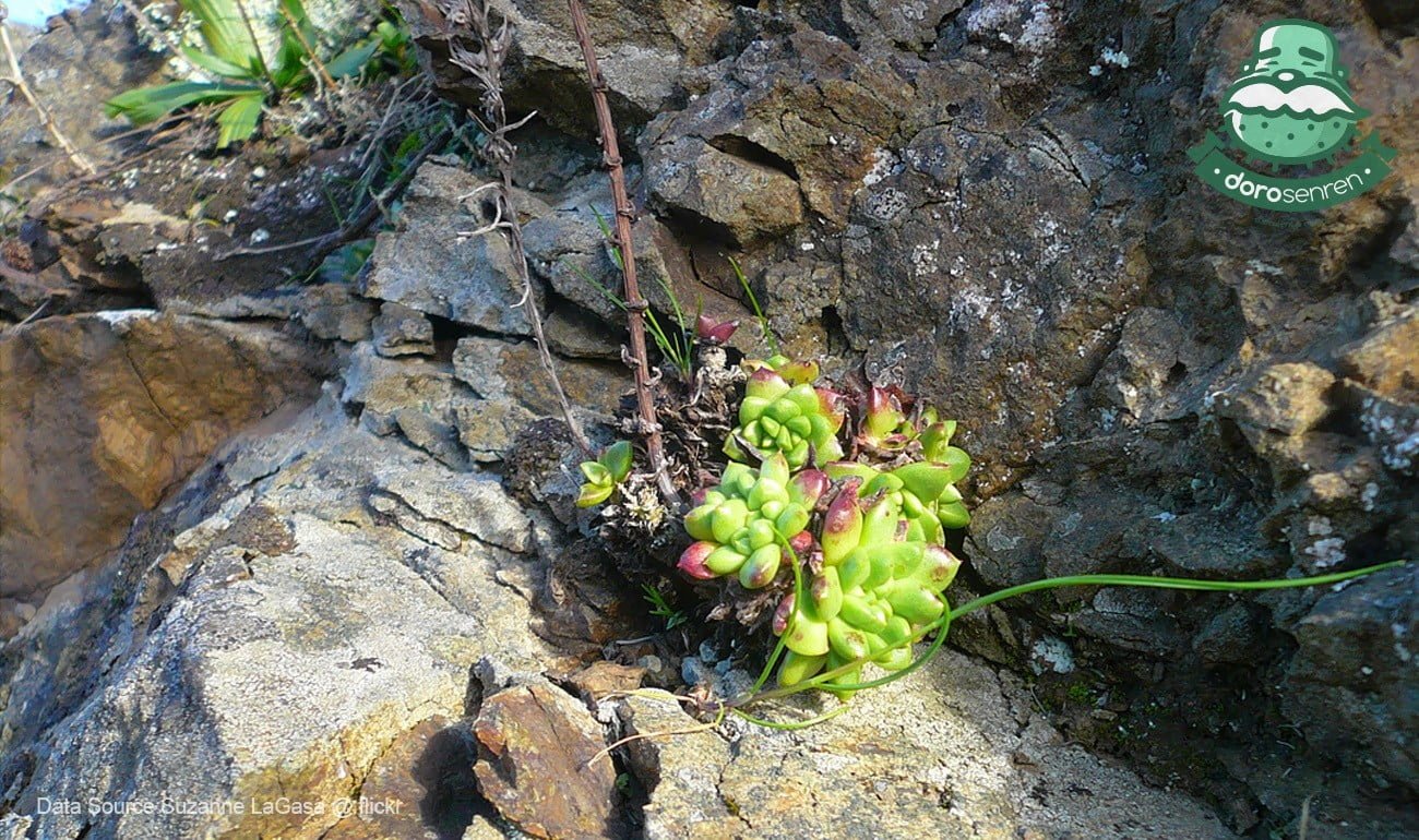 高山、岩層也是多肉植物的生長環境