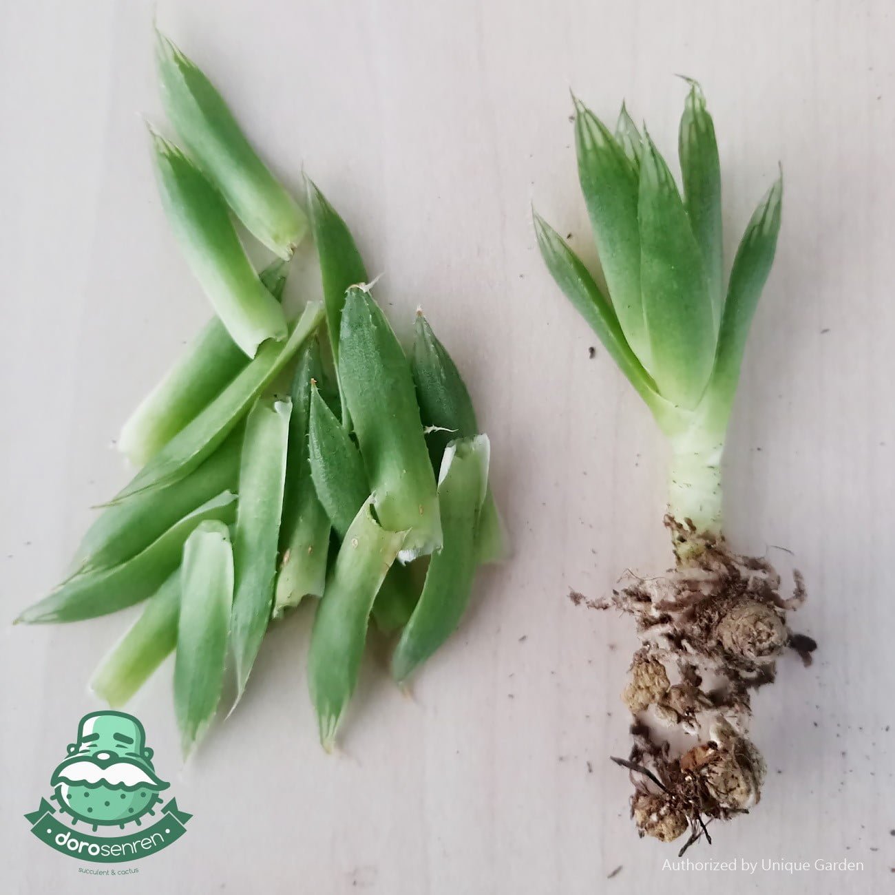拆葉後的阿福花科植株