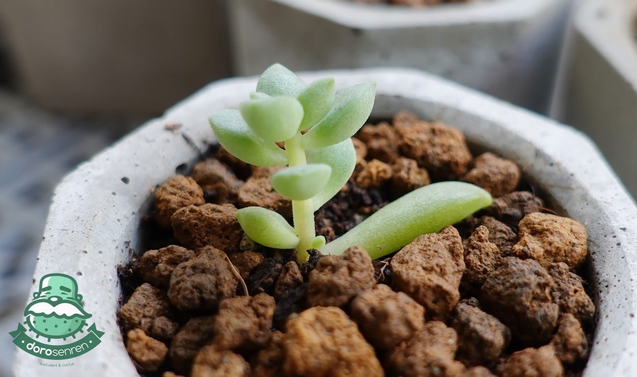 從葉片長出幼苗的景天科植株