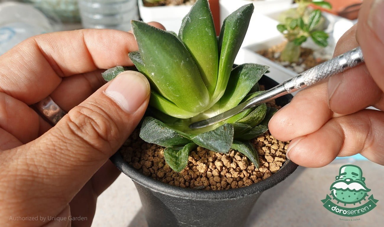 用側芽刀胴切植株