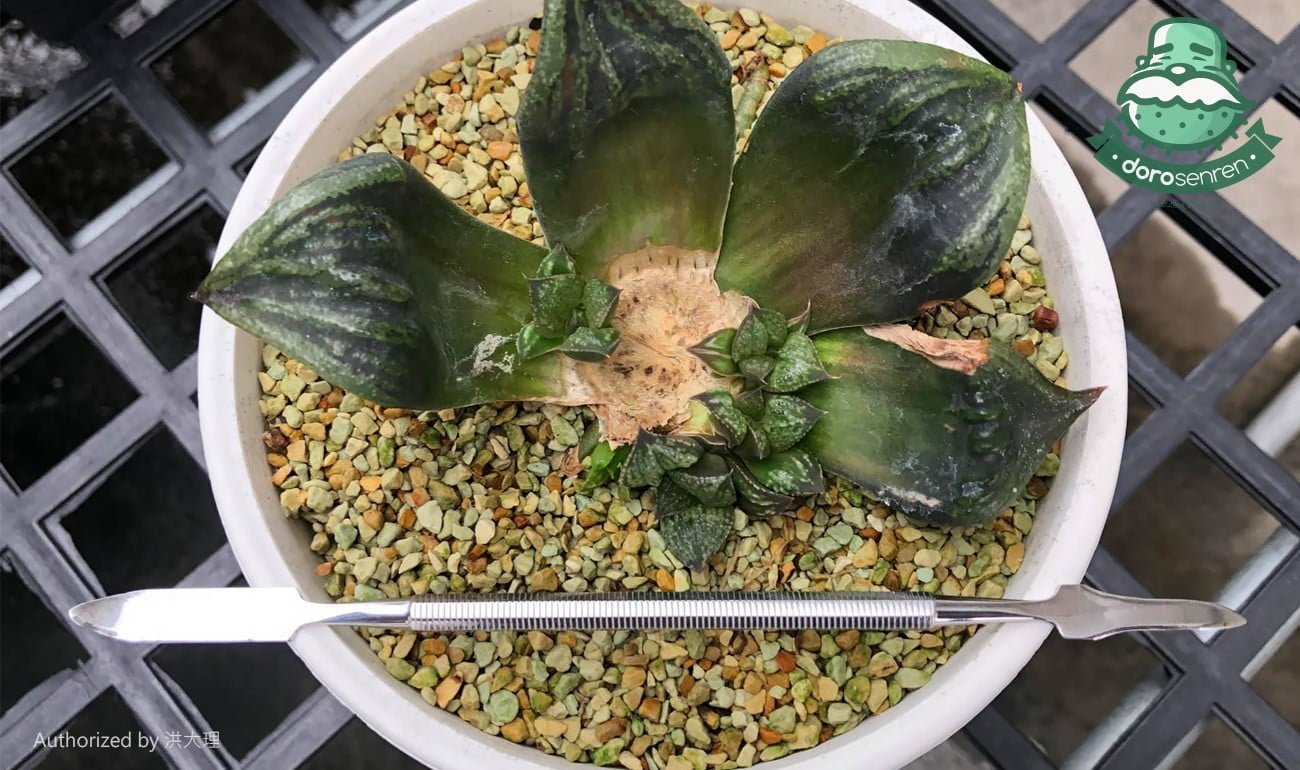 長出新芽的底座