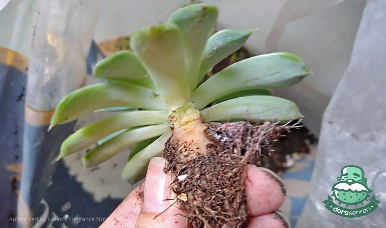 清除黑莖部位