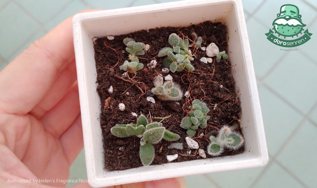 葉片成型即可入盆