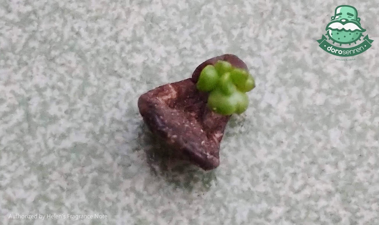 葉孵成功的紅寶石