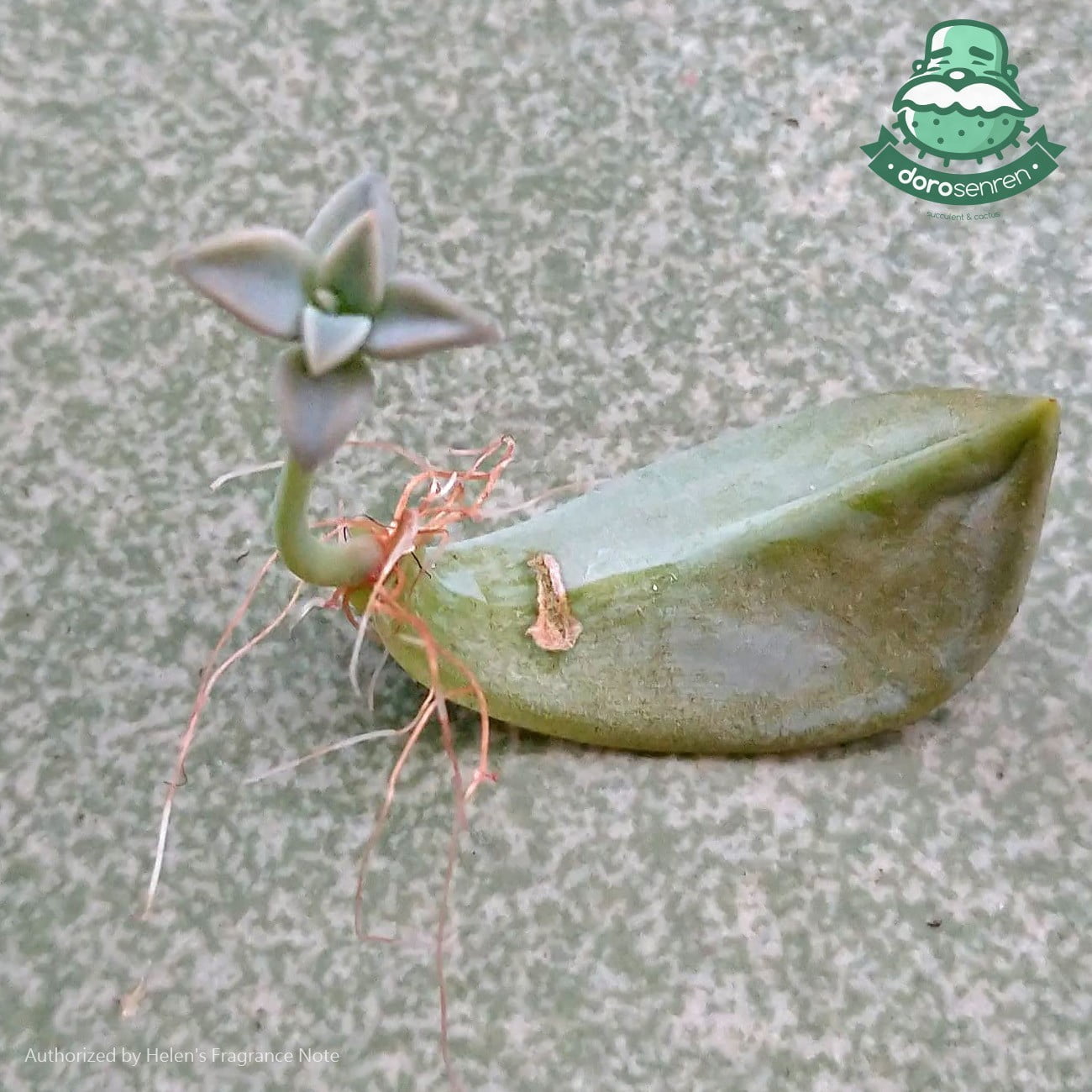 葉孵成型的石蓮