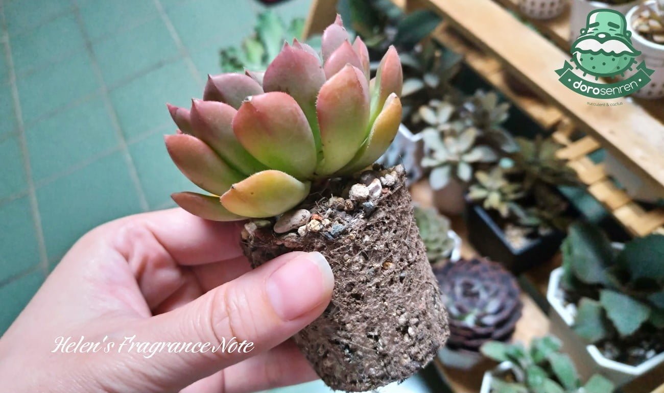 簡易套盆 & 換盆分享