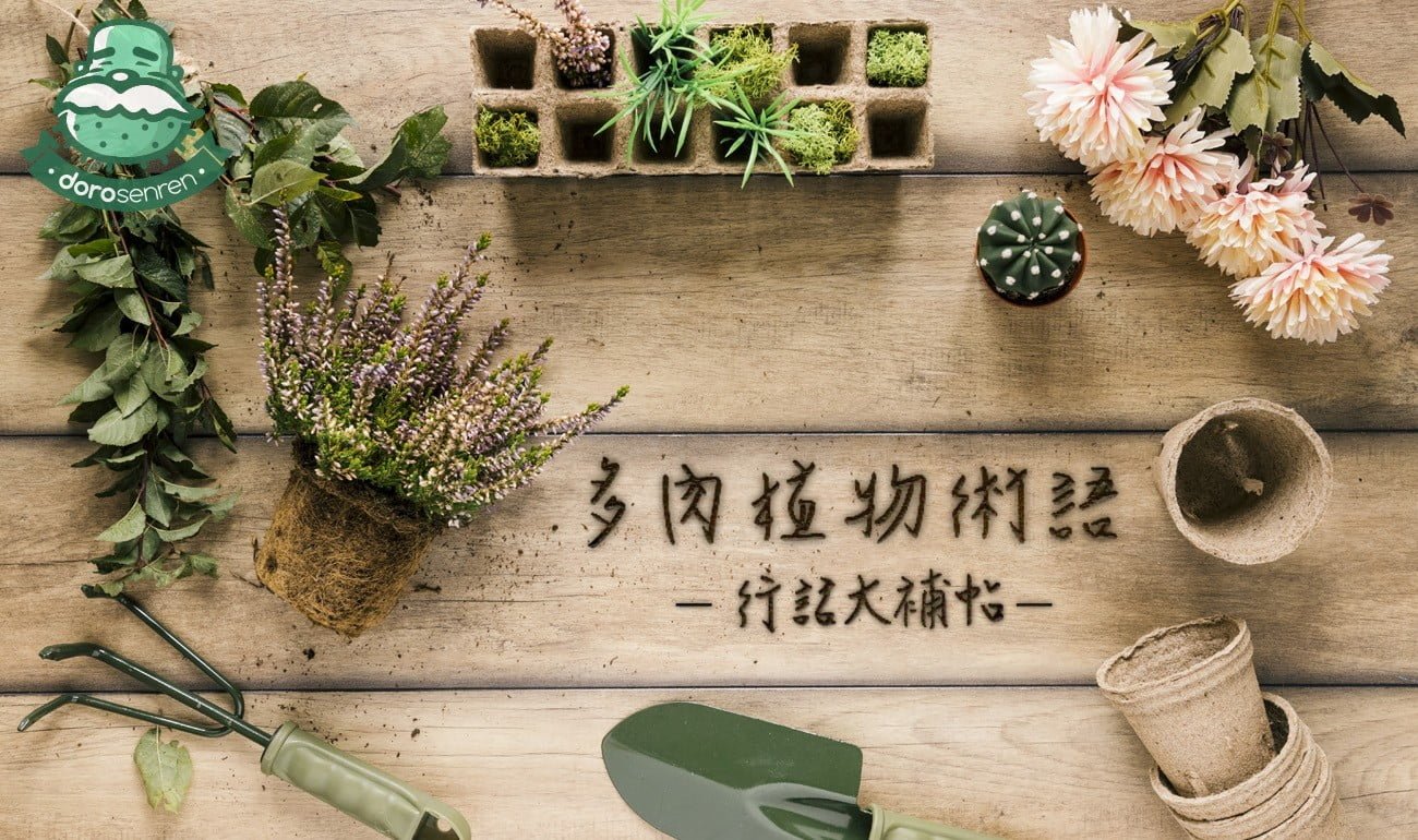 多肉植物術語 行話大補帖