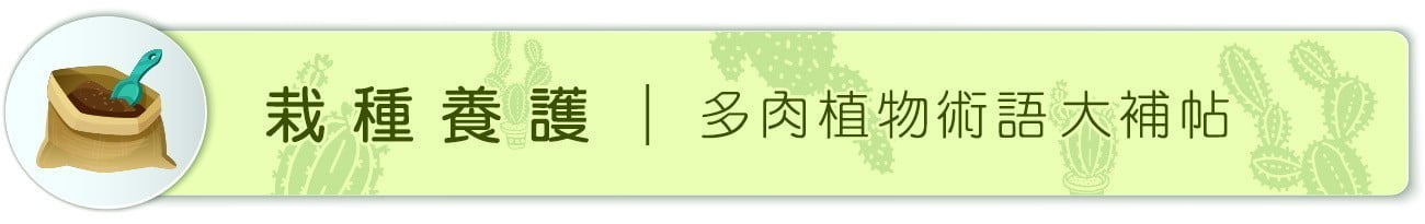 Dorosenren 多肉仙人