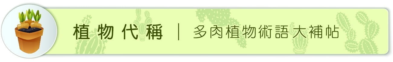 Dorosenren 多肉仙人