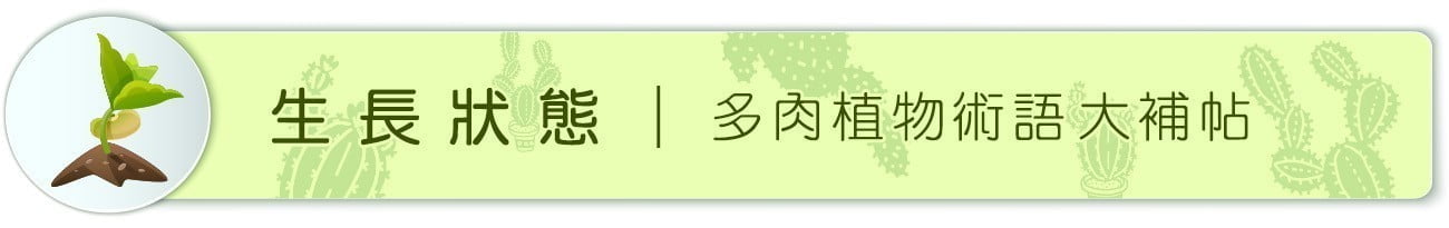 Dorosenren 多肉仙人