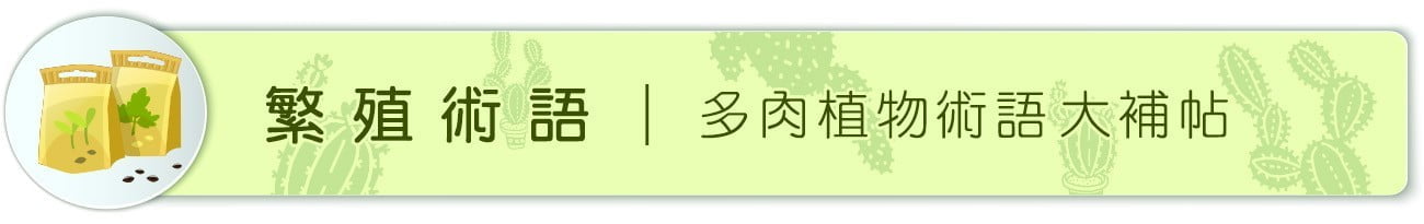 Dorosenren 多肉仙人