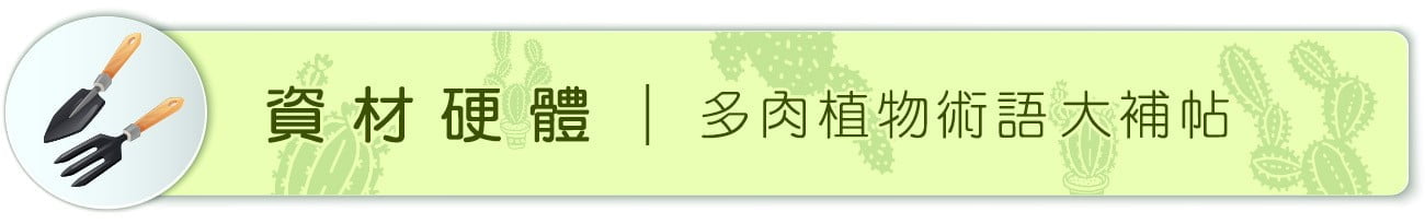 Dorosenren 多肉仙人