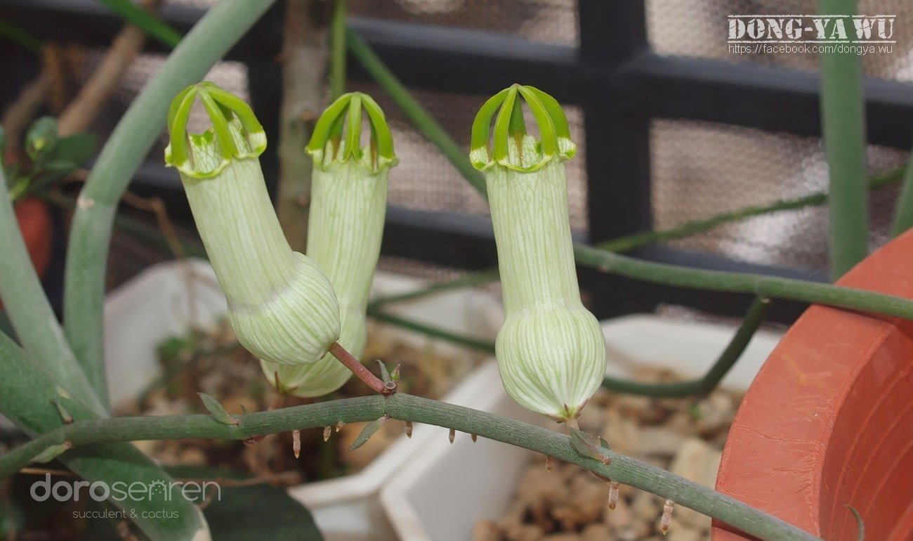 吊燈花屬 白瓶吊燈花