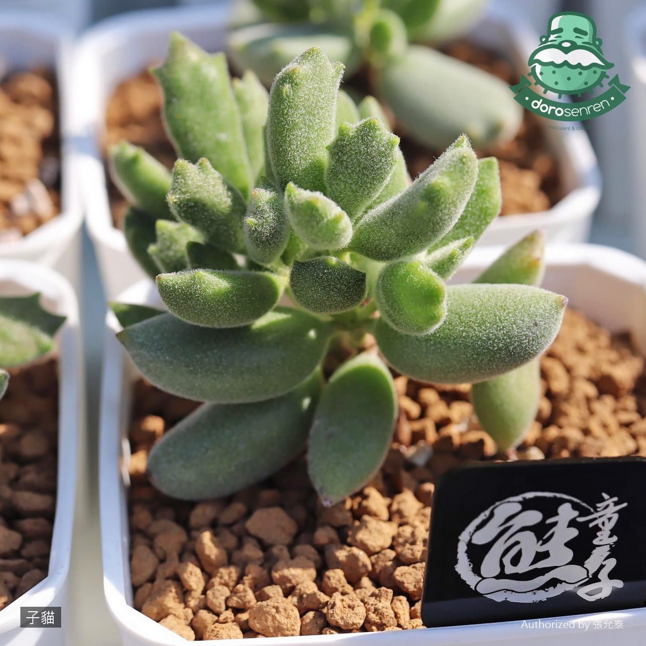 子貓