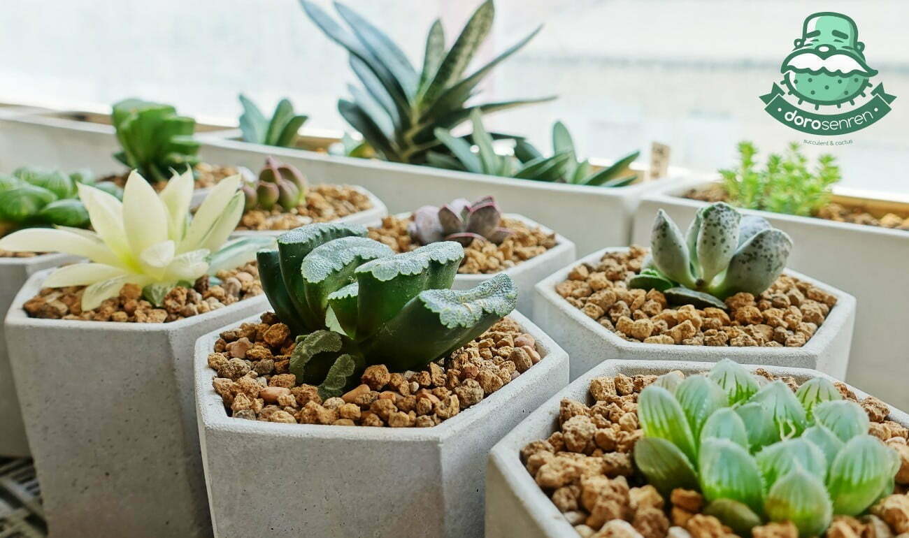 新同學們搬進新家3吋水泥盆
