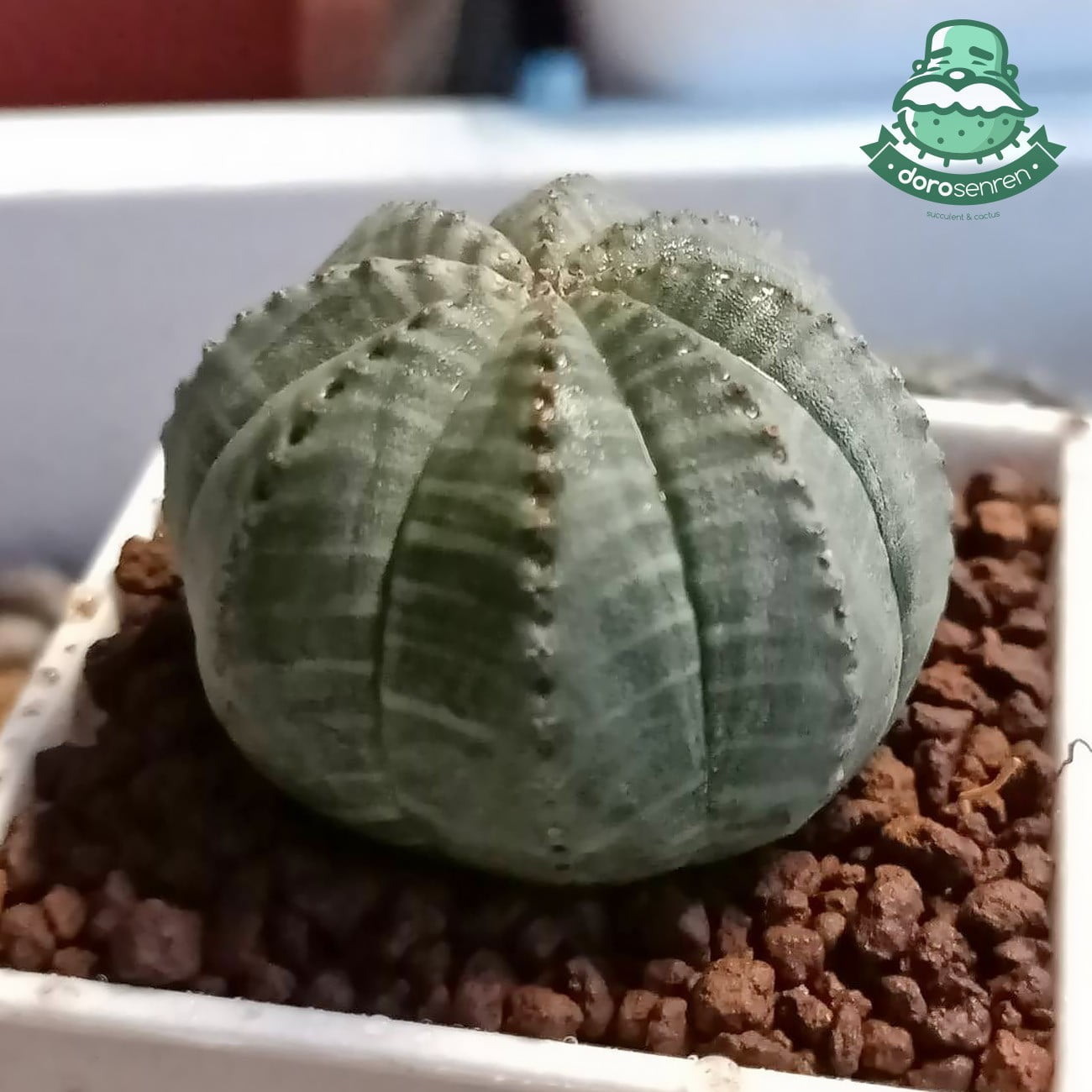 布紋球