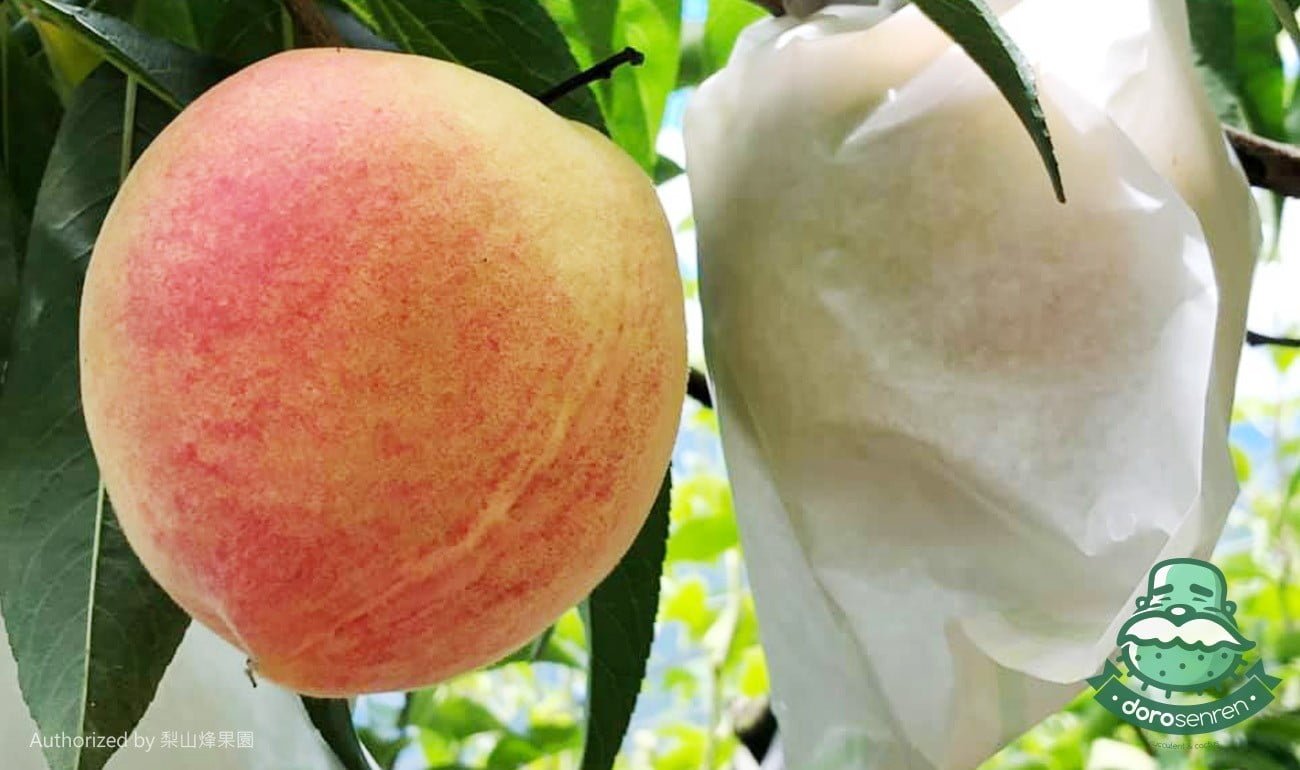 梨山烽果園 水蜜桃