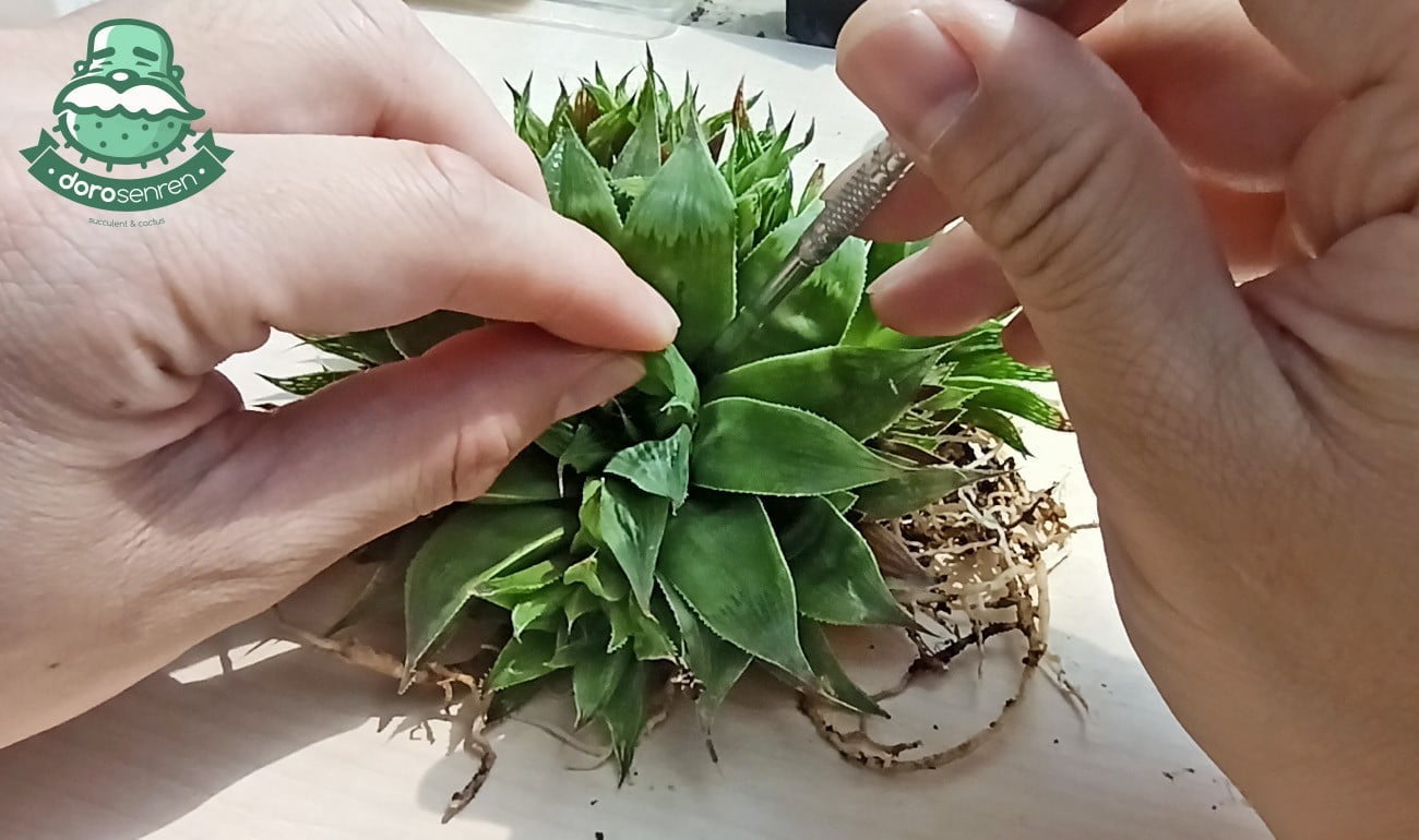 普隆共醫生砍頭實習課程
