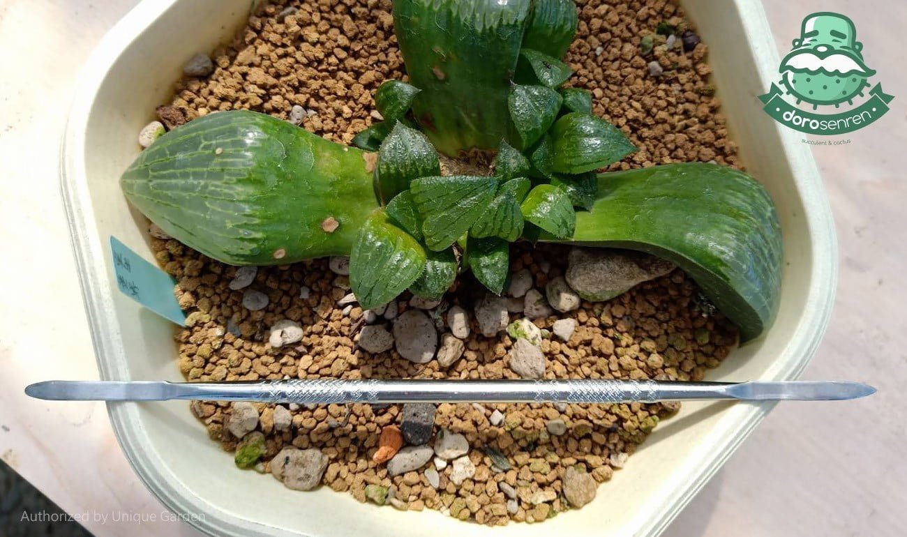 渡夏成功，側芽刀出鞘!
