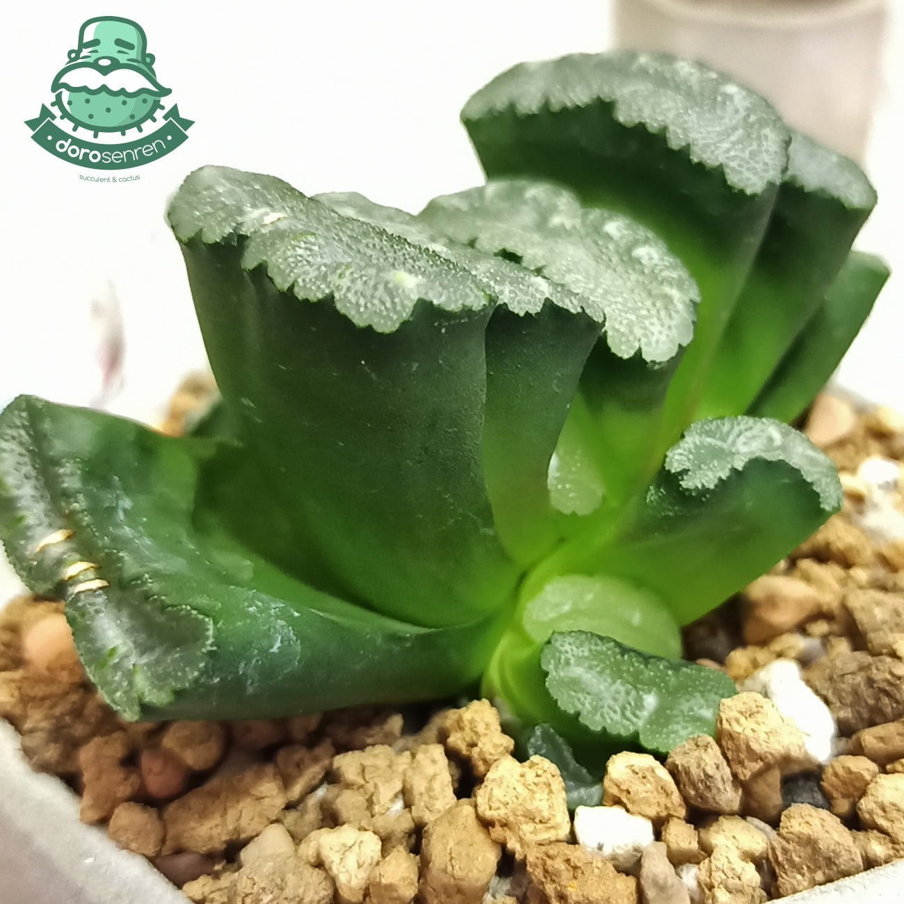 玉扇長側芽