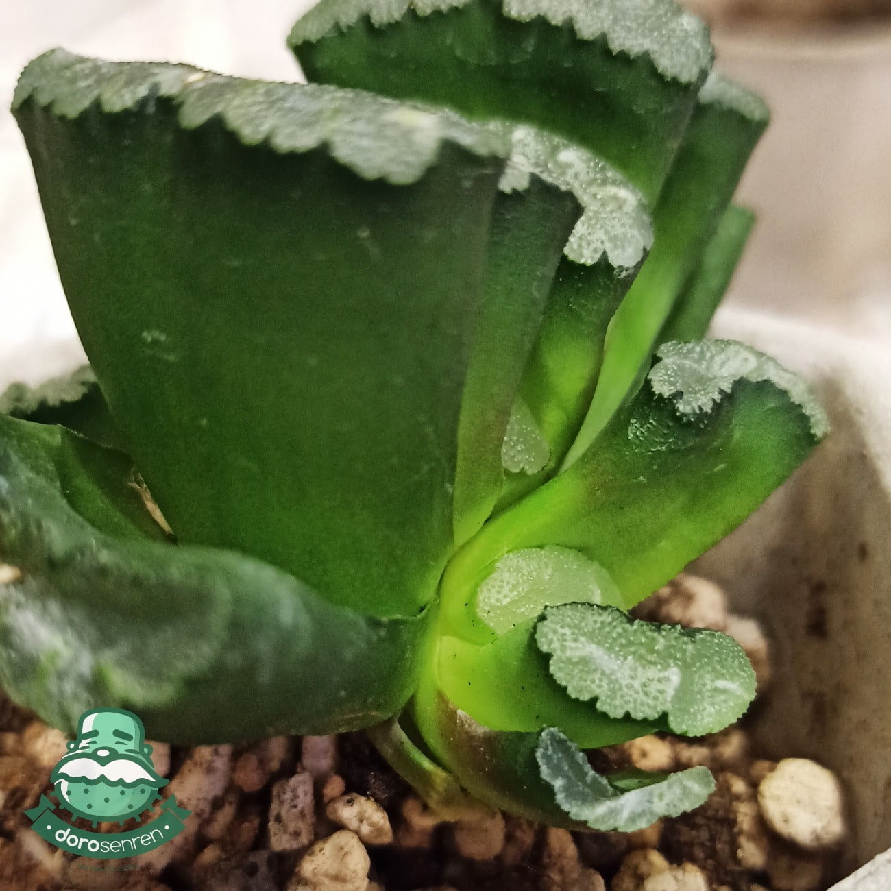 倒出倒出介質，以便觀察側芽和母本連接狀態。