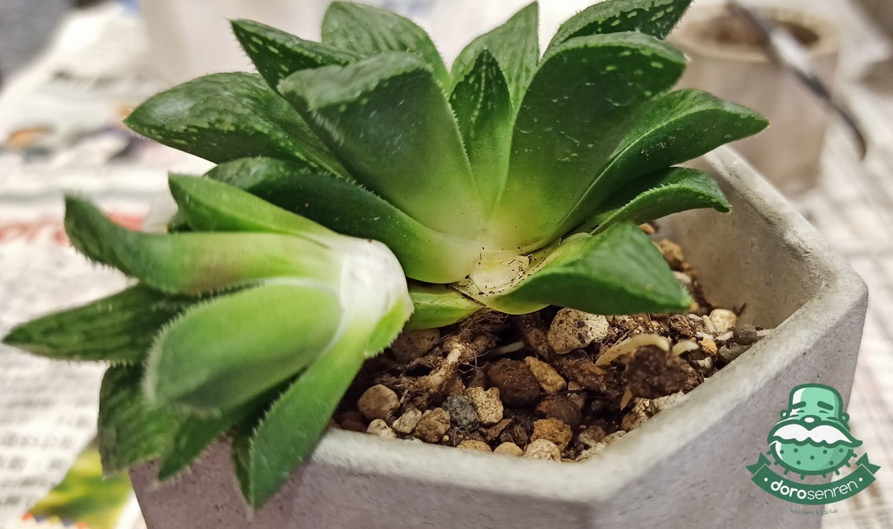 拆下壽的側芽