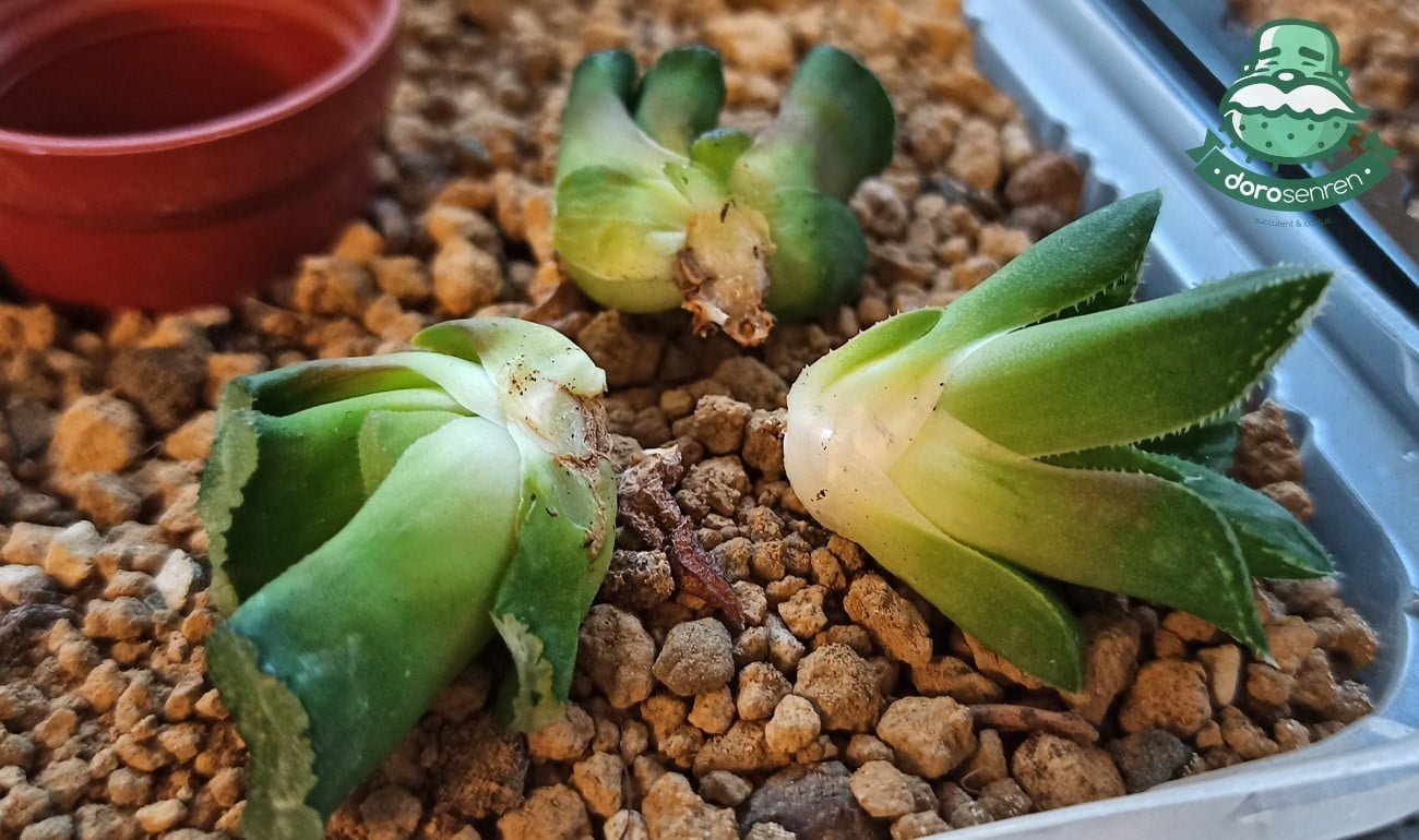 等5~7天傷口完全乾燥才恢復給水