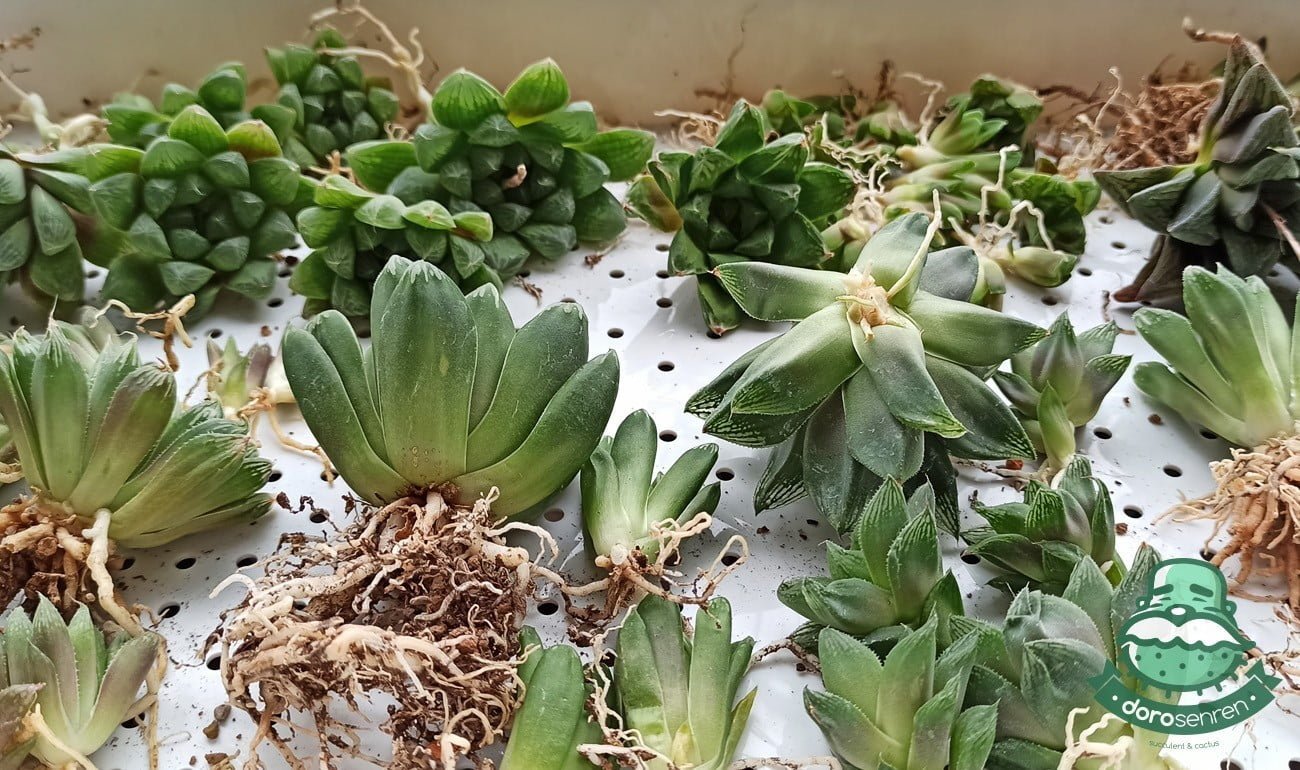 元旦衝起來 側芽拆起來