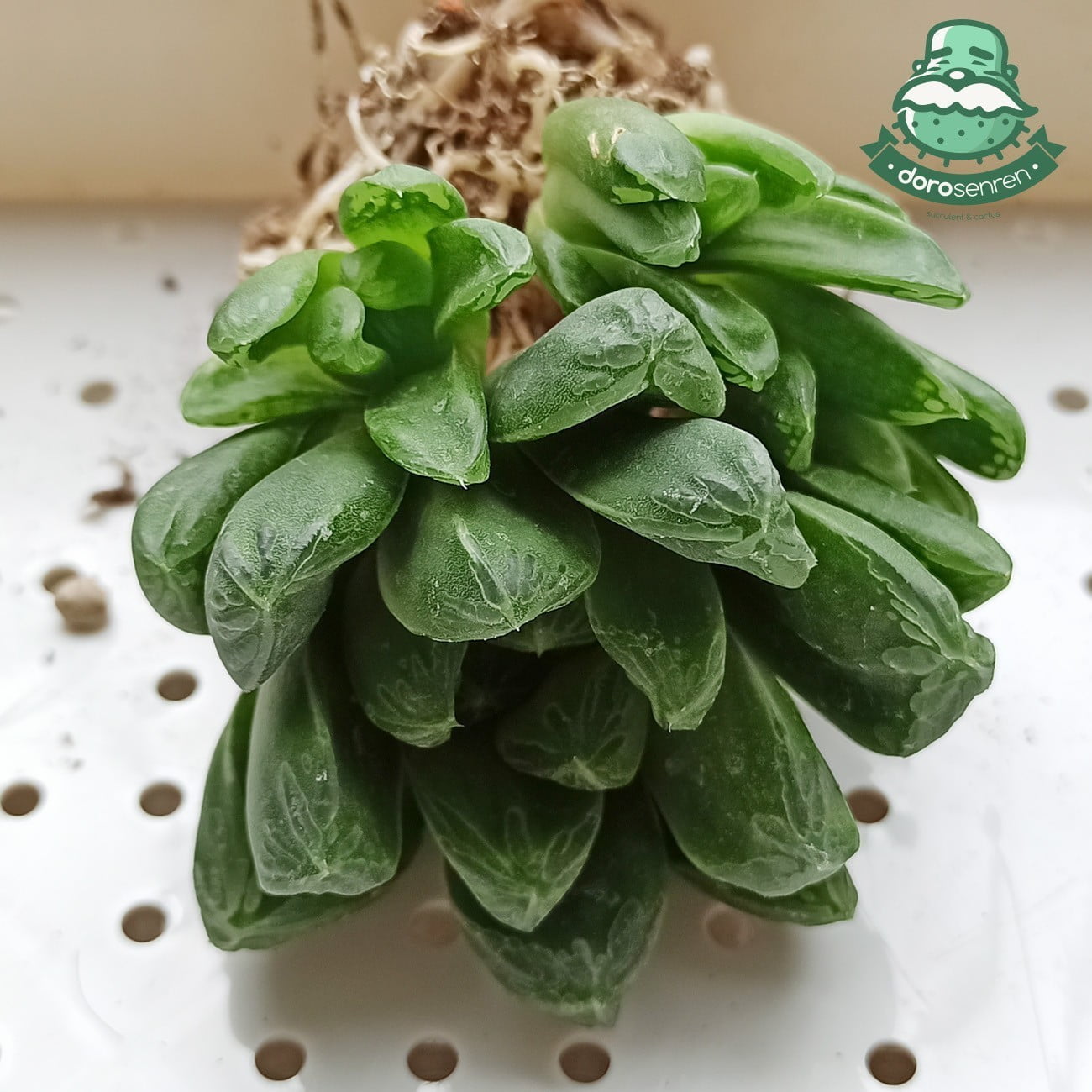 阿福花科 大型玉露