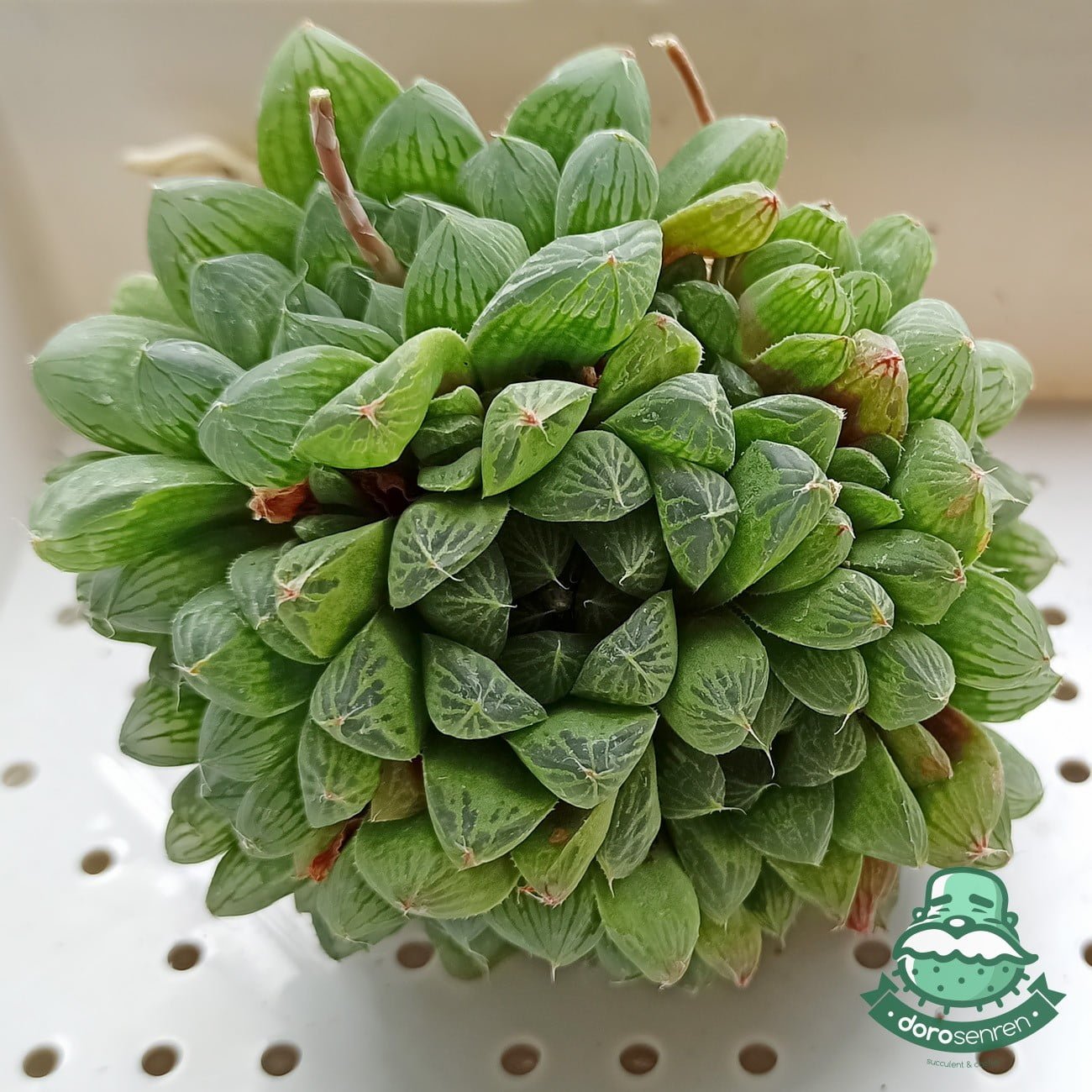 阿福花科 瑪琳玉露