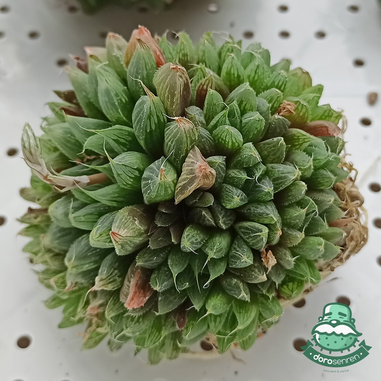 阿福花科 玉露交種