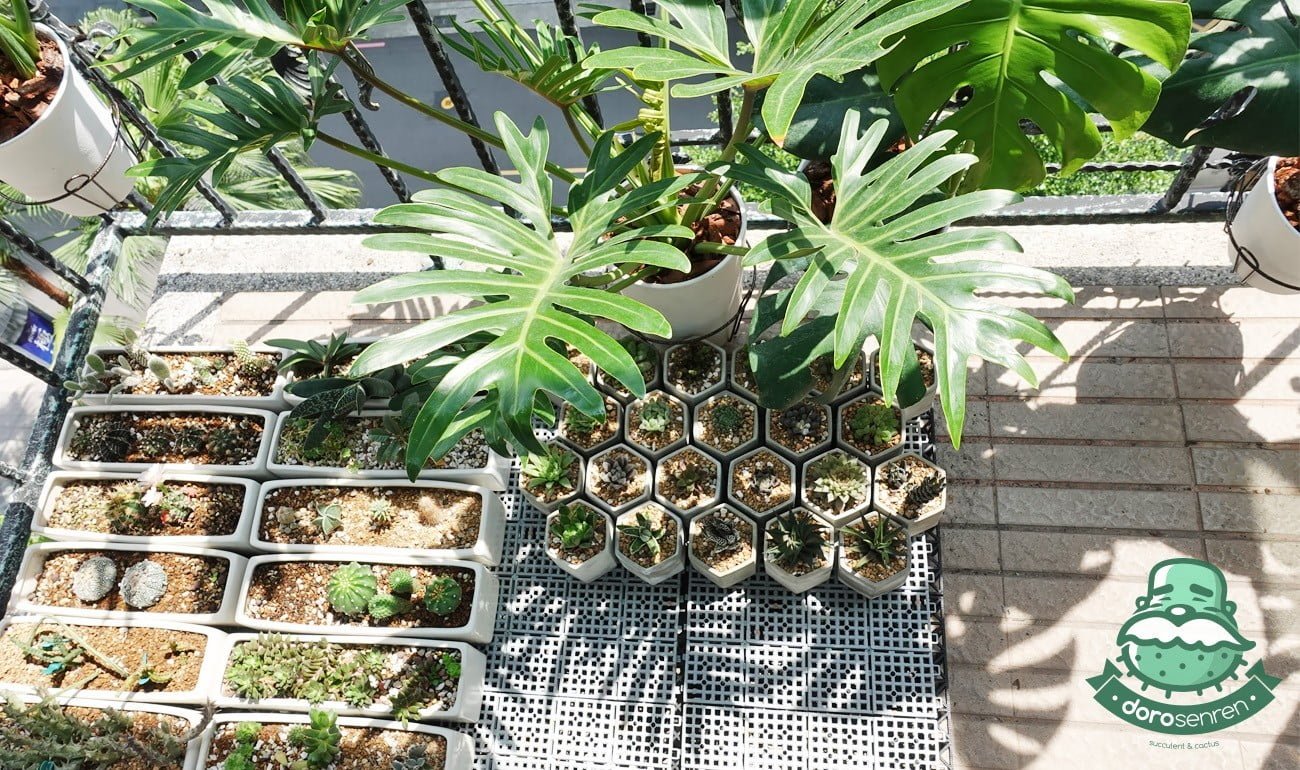 阿福花科 玉露區